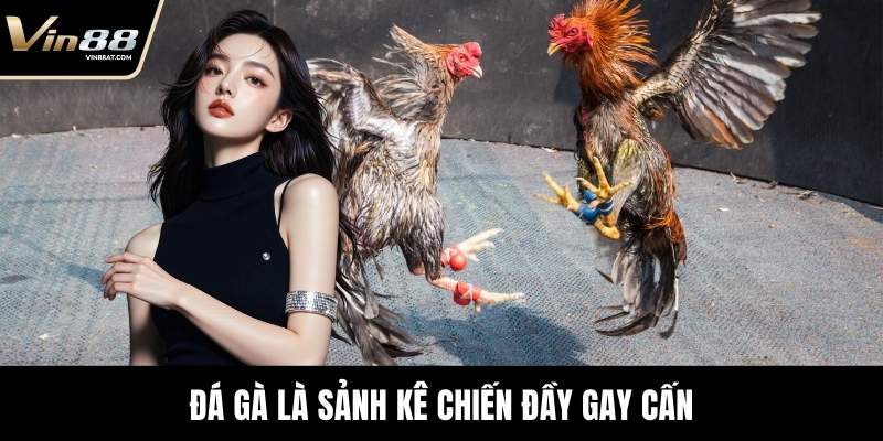 Đá Gà là sảnh kê chiến đầy gay cấn