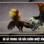 Đá Gà Thomo - Sới Đấu Cuồng Nhiệt Đỉnh Cao Tại VIN88