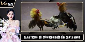 Đá Gà Thomo - Sới Đấu Cuồng Nhiệt Đỉnh Cao Tại VIN88