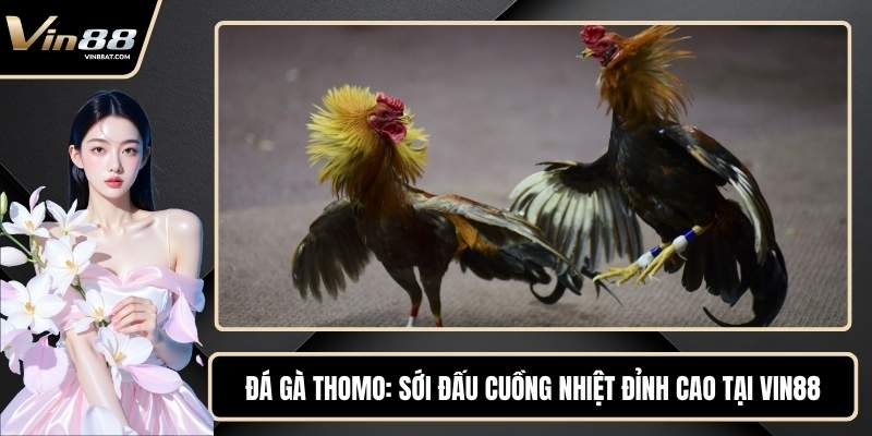 Đá Gà Thomo - Sới Đấu Cuồng Nhiệt Đỉnh Cao Tại VIN88