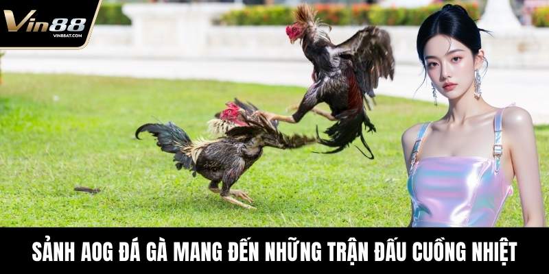 Sảnh AOG Đá Gà mang đến những trận đấu cuồng nhiệt