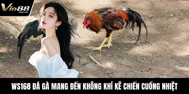 WS168 Đá Gà mang đến không khí kê chiến cuồng nhiệt